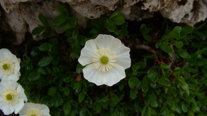 Ranunculus alpestris / Ranuncolo alpestre